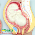 VERKAUFEN Sie 12453 embryonale Prozessmodellentwicklung von unbefruchteten Ovum 9